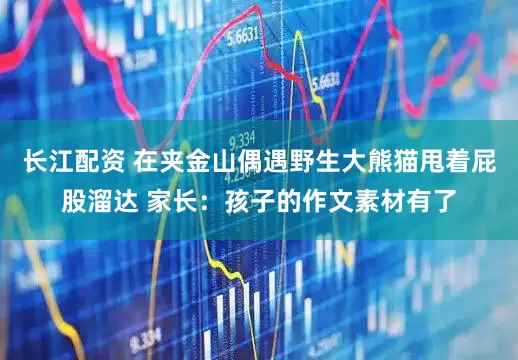 长江配资 在夹金山偶遇野生大熊猫甩着屁股溜达 家长：孩子的作文素材有了